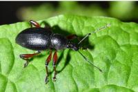 Otiorhynchus tenebricosus