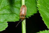 Dascillus cervinus