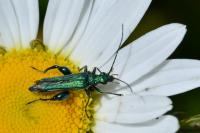 Oedemera nobilis