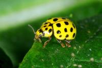 Psyllobora vigintiduopunctata