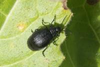 Galeruca tanaceti