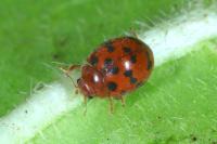 Subcoccinella vigintiquatuorpunctata
