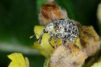Cionus thapsus