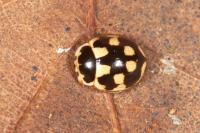 Propylea quatuordecimpunctata