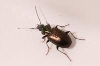 Agonum muelleri