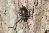 Stenomax aeneus