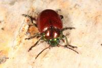Chrysolina polita