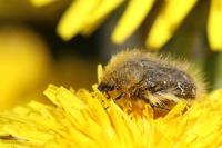 Tropinota hirta