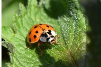 Harmonia axyridis