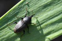 Sphenophorus striatopunctatus