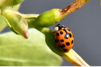Harmonia axyridis