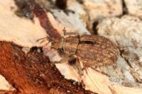 Strophosoma melanogrammum