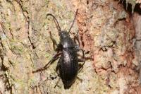 Stenomax aeneus