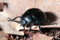 Timarcha tenebricosa