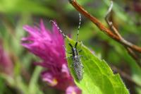 Agapanthia villosoviridescens