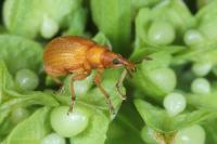 Apion frumentarium