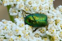 Cryptocephalus aureolus