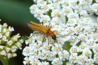 Oedemera podagrariae