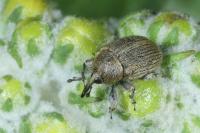 Rhinusa tetra
