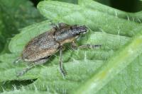 Tanymecus palliatus