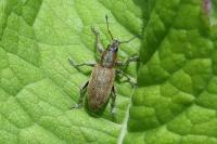 Tanymecus palliatus