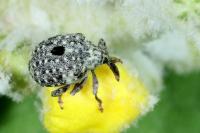 Cionus thapsus