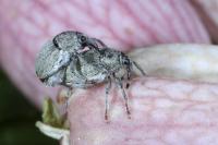 Sibinia pellucens
