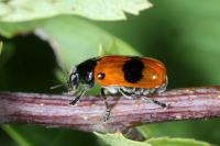 Clytra laeviuscula