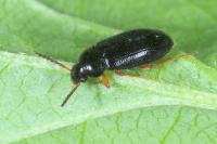 Mycetochara maura