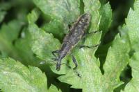 Lixus fasciculatus