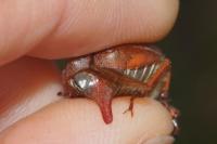 Melolontha melolontha