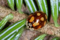 Adalia decempunctata