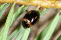 Aphidecta obliterata