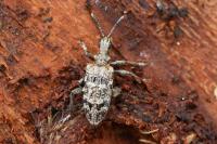 Rhagium inquisitor