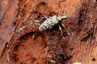 Rhagium inquisitor