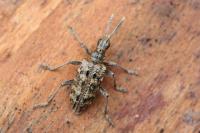 Rhagium inquisitor