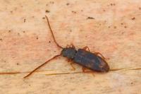 Uleiota planatus