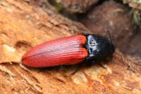 Ampedus sanguineus
