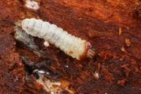 Rhagium inquisitor