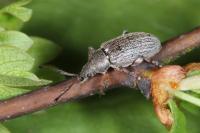 Phyllobius pyri