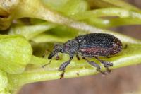 Bradybatus kellneri