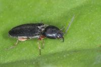 Cardiophorus vestigialis