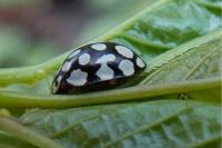 Sospita vigintiguttata