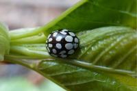 Sospita vigintiguttata