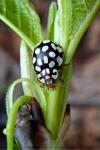 Sospita vigintiguttata