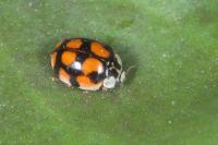 Adalia decempunctata