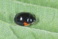 Adalia decempunctata