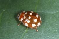 Calvia quatuordecimguttata
