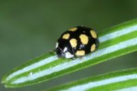 Oenopia lyncea agnatha
