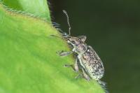 Polydrusus cervinus